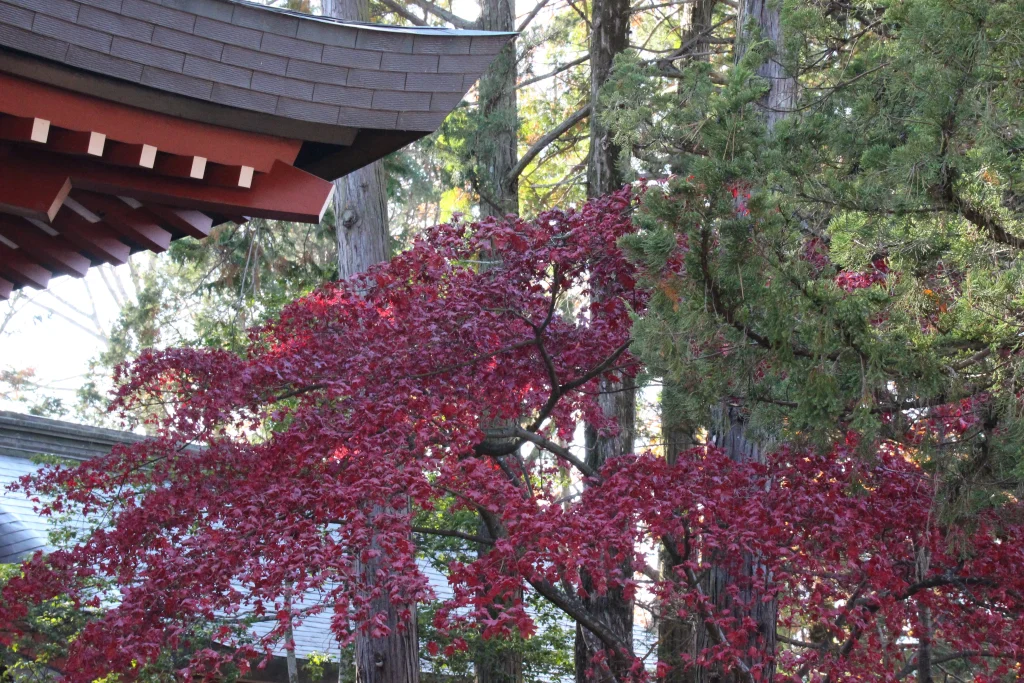 朱塗りの社殿の屋根と紅葉のコントラスト