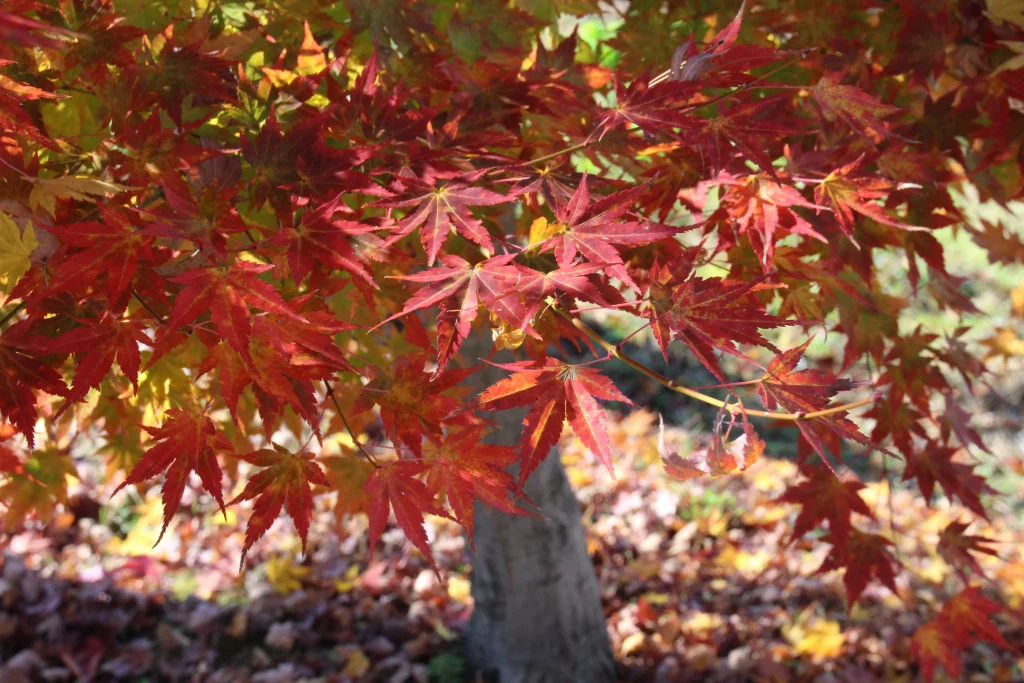 赤く染まったもみじの葉が重なり合う前山寺境内の紅葉アップ