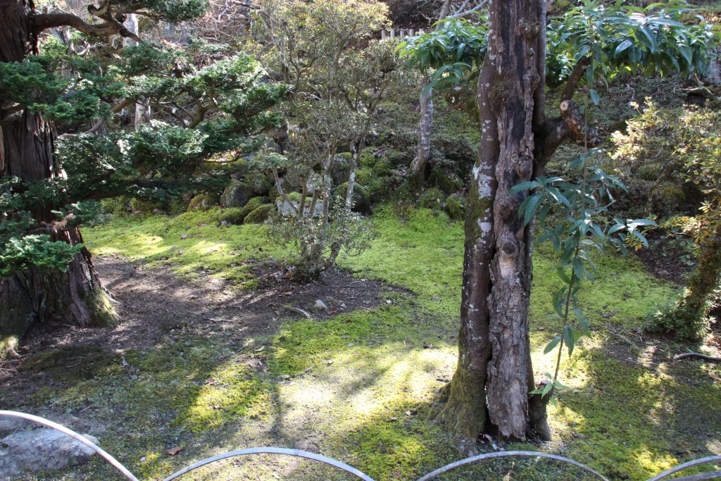 地面を美しく覆う青々とした苔と前山寺境内の静かな庭園風景