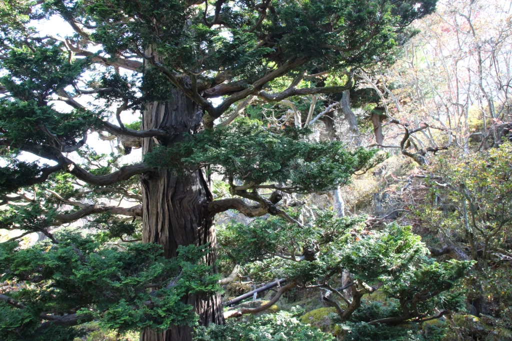 前山寺の境内で長い歴史を見守ってきた力強いビャクシンの巨木