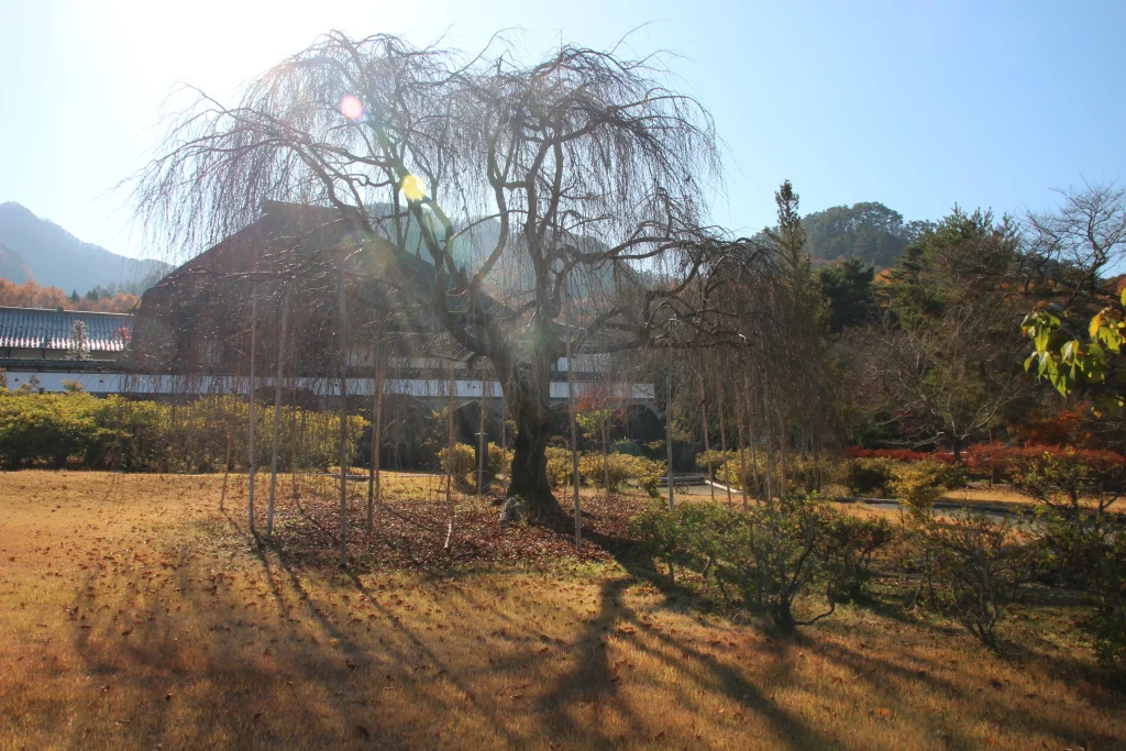 春には美しい花を咲かせる前山寺境内の有名な大きなしだれ藤の木
