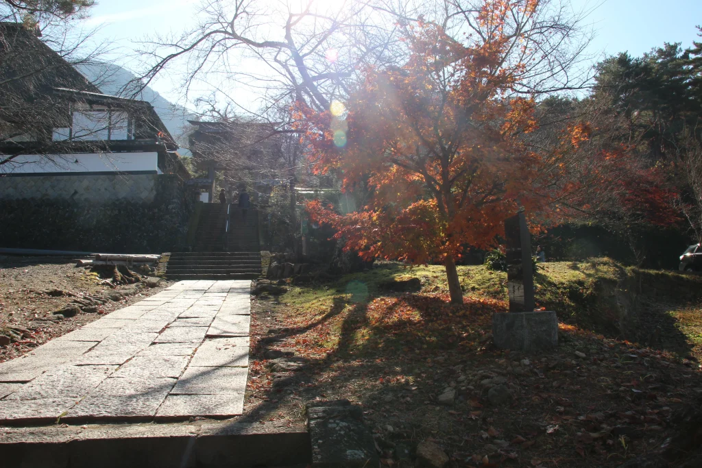 前山寺の参道脇で美しく赤や黄色に色づくカエデ（もみじ）の紅葉