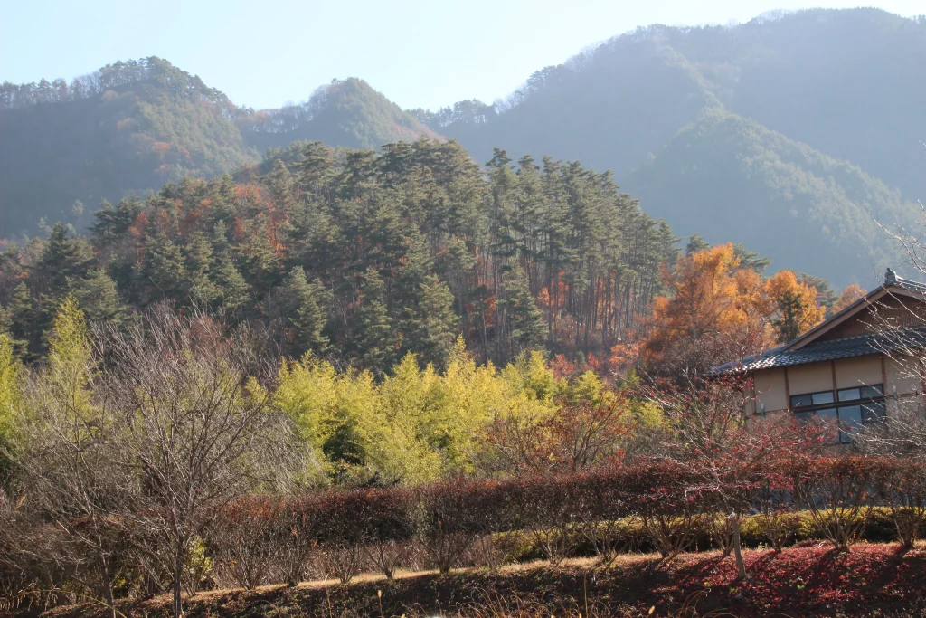 前山寺の駐車場脇から望む紅葉の木々と本堂の茅葺き屋根の角