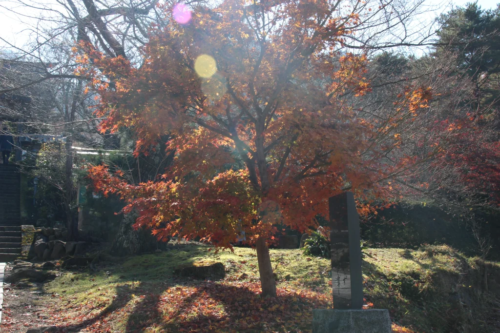 太陽の光に照らされる前山寺の美しい紅葉のクローズアップ