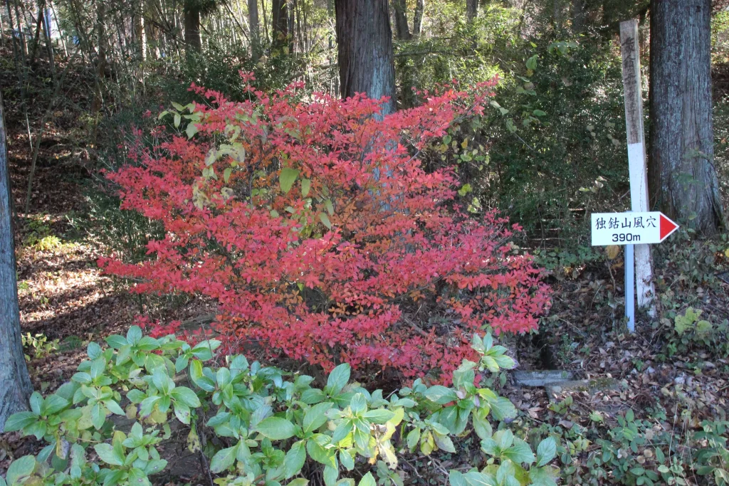 境内で鮮やかに紅葉したドウダンツツジと「独鈷山風穴 390m」の方向を示す道標