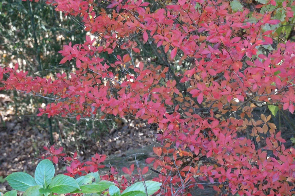 幾重にも重なる深紅の紅葉と周囲の緑が織りなす秋の龍光院境内のグラデーション