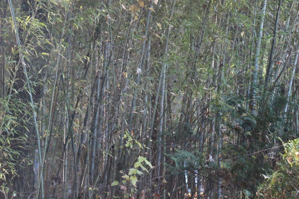 まっすぐ天に伸びる竹が並ぶ龍光院境内の涼やかで静寂な竹林の風景