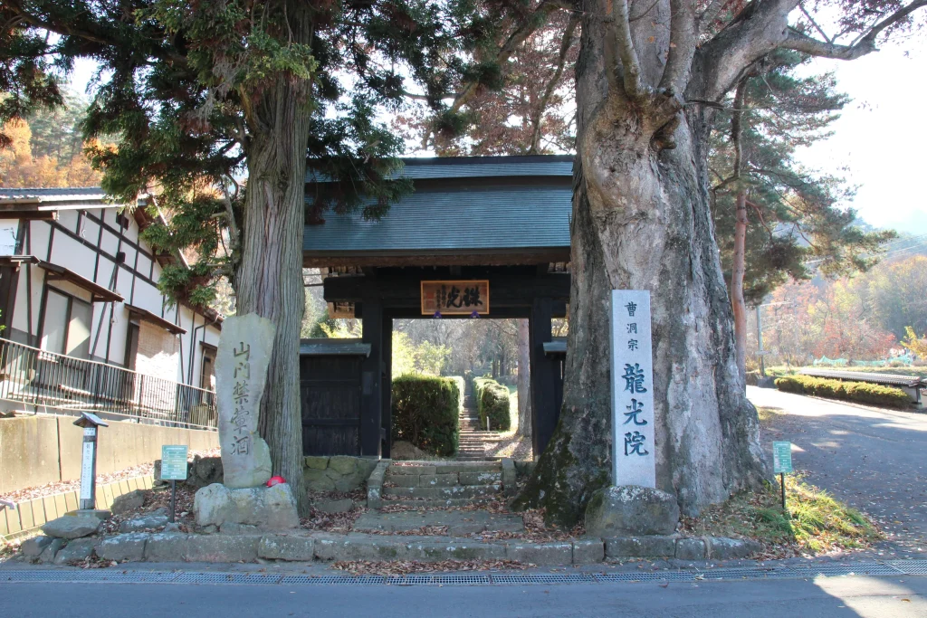 龍光院の表参道の入り口にそびえ立つ樹齢数百年のケヤキの巨木と山門の全体景