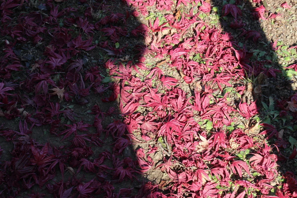 秋の終わりの境内を鮮やかな赤に染める散りもみじ(もみじの絨毯)のアップ