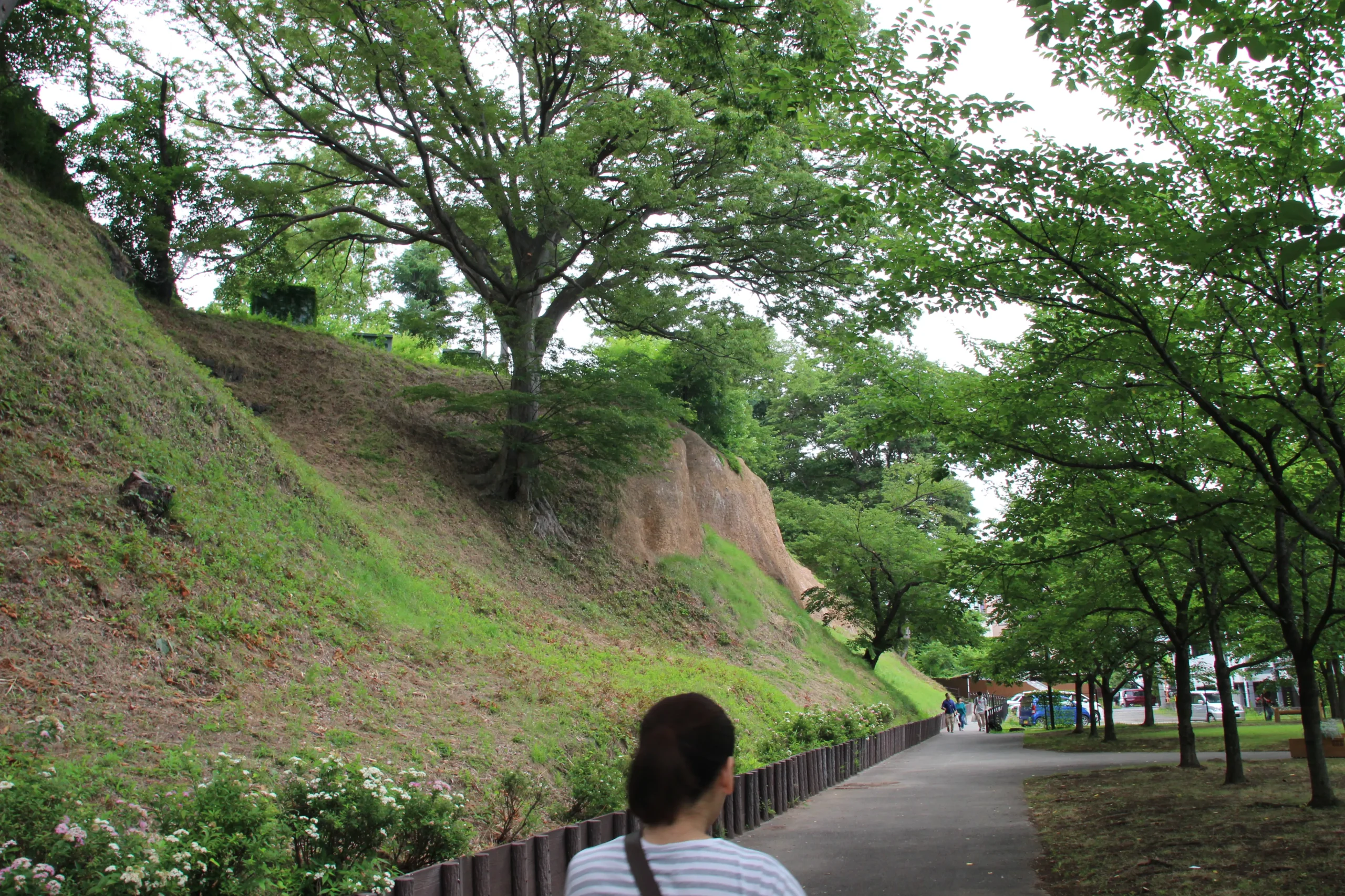 新緑のトンネルが美しい上田城二の丸跡のけやき並木遊歩道と土塁の風景