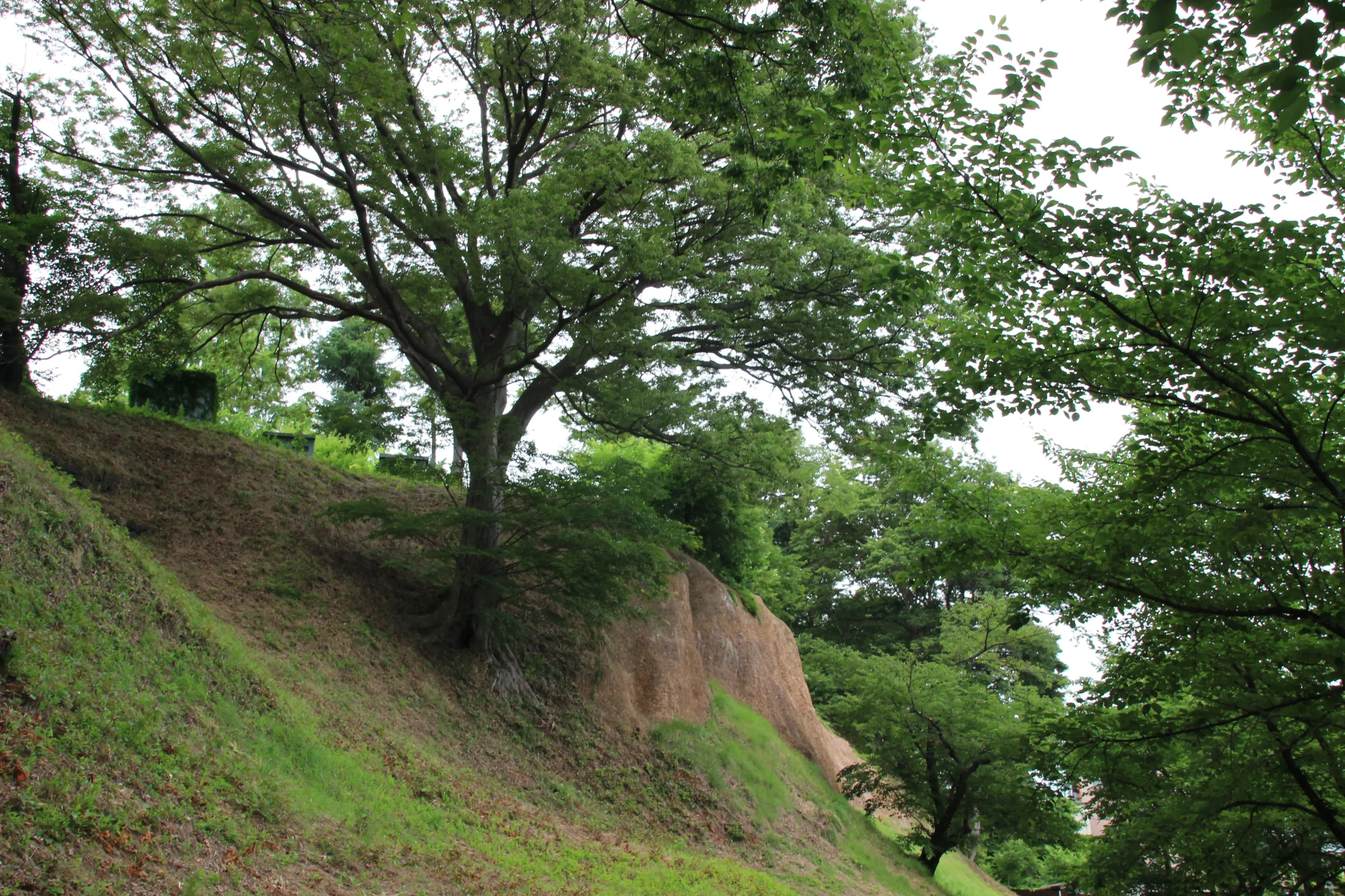 青空と豊かな緑に包まれた上田城跡公園のけやき並木遊歩道と歴史的な土塁
