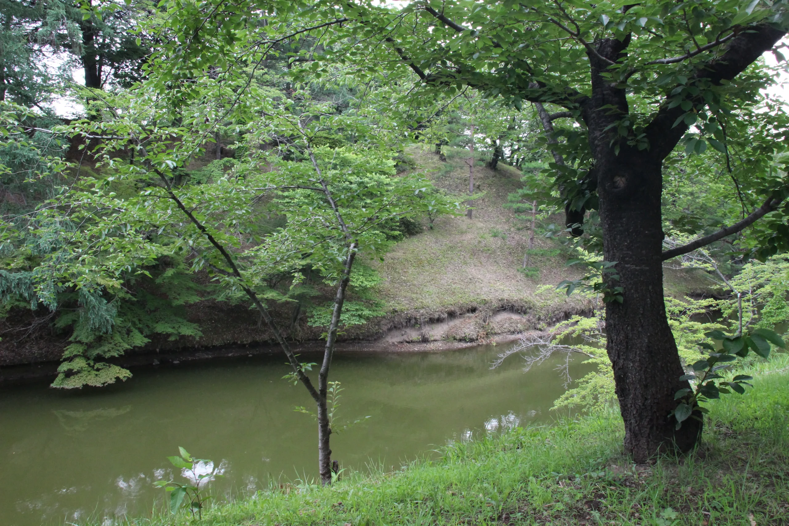 本丸土塁の急斜面と緑に囲まれた上田城本丸堀(水堀)の静かな水面