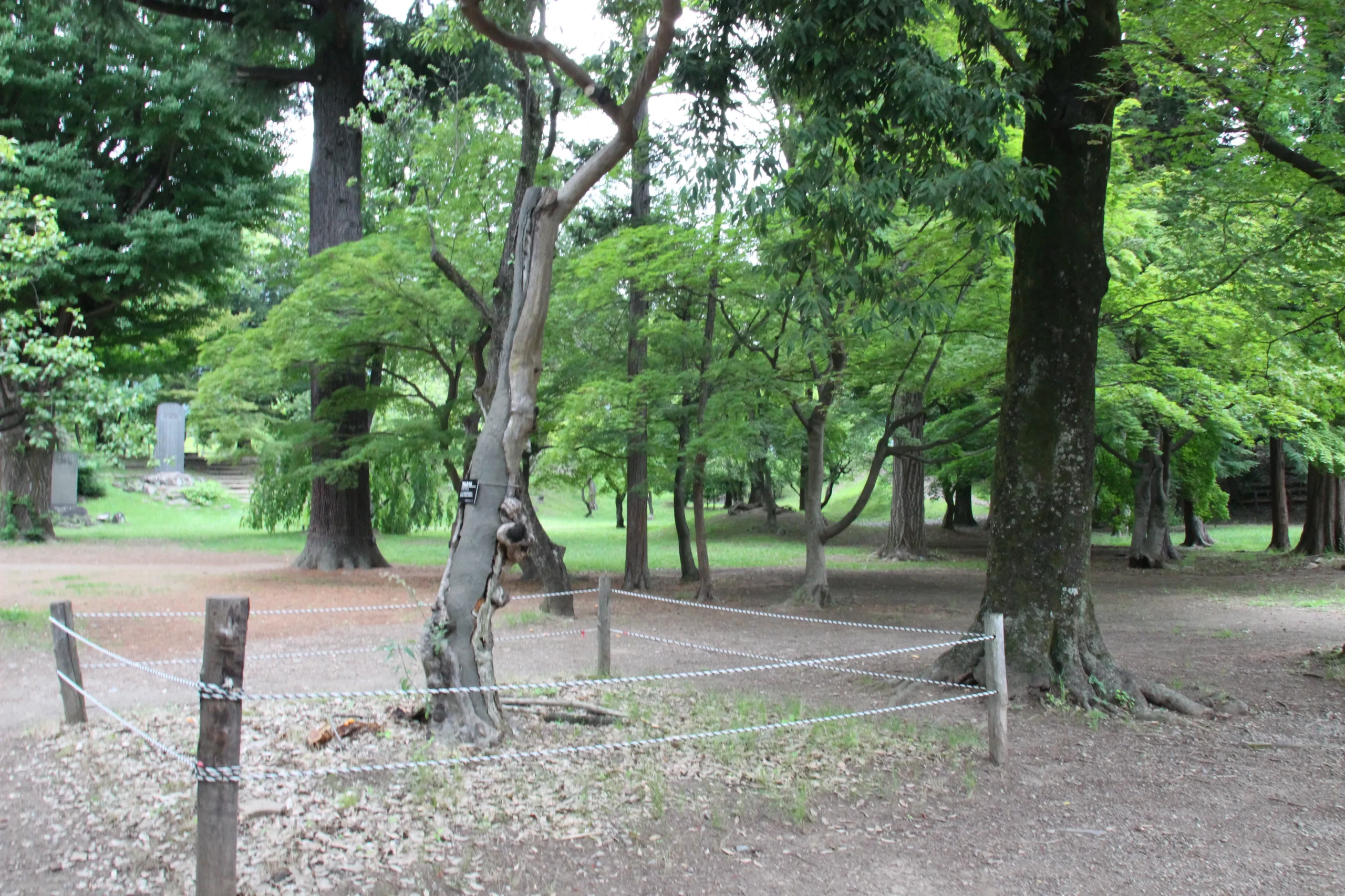 大きな古木が立ち並ぶ上田城本丸跡広場の静かで広々とした空間