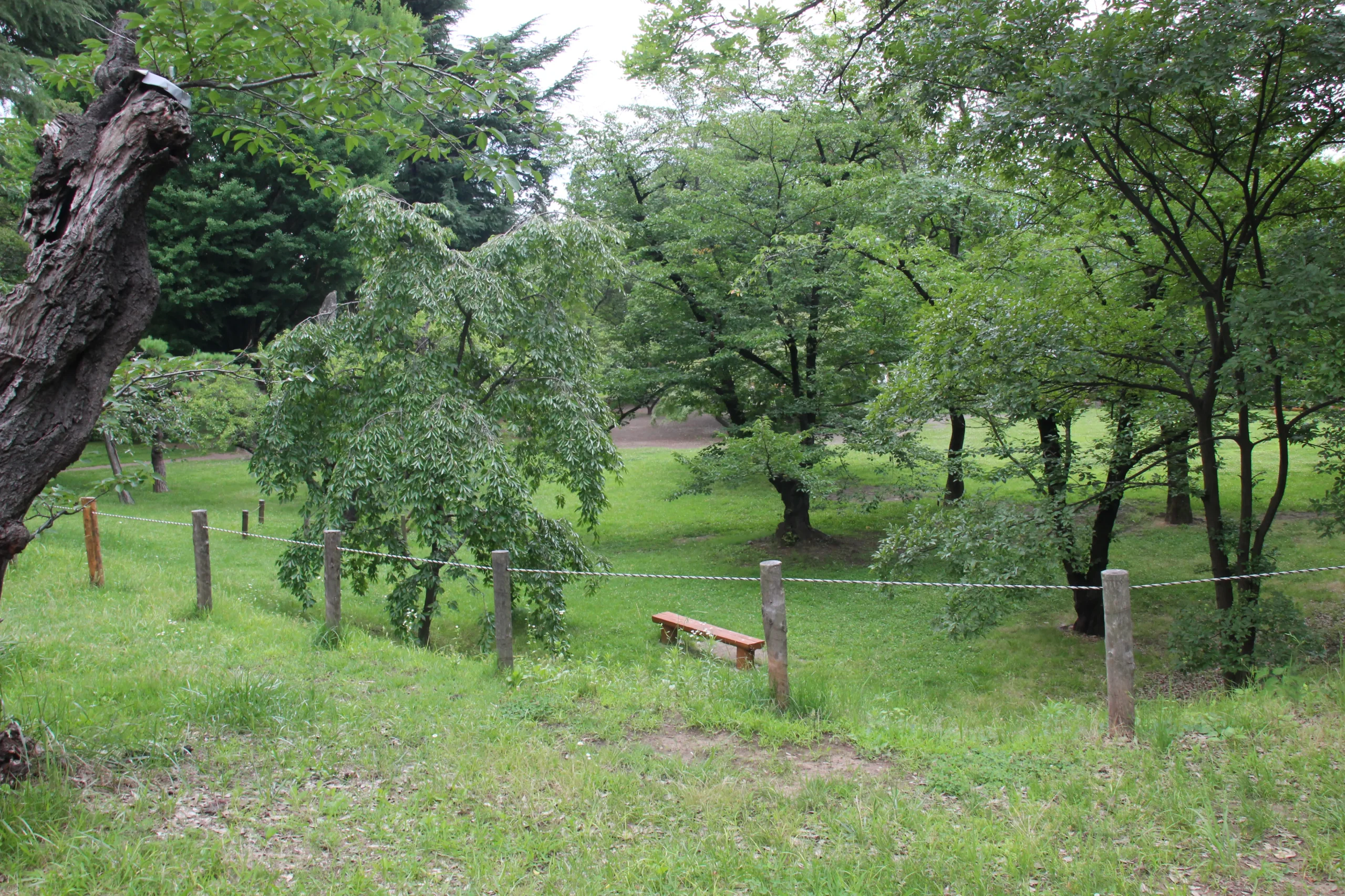 芝生の緑と木漏れ日が心地よい上田城跡公園本丸跡のベンチと広場