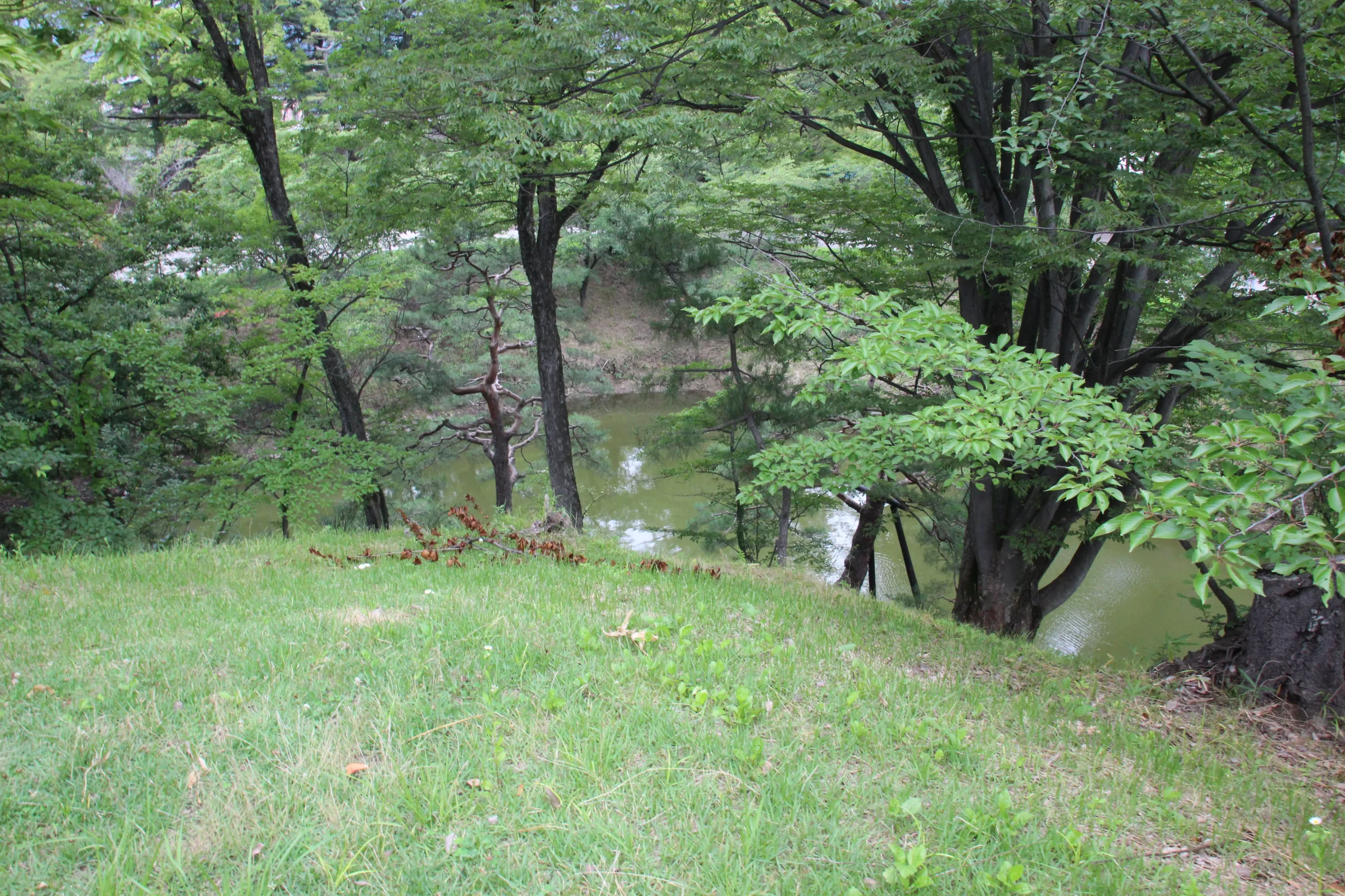 本丸土塁の上から見下ろした本丸堀(水堀)と対岸の豊かな樹木