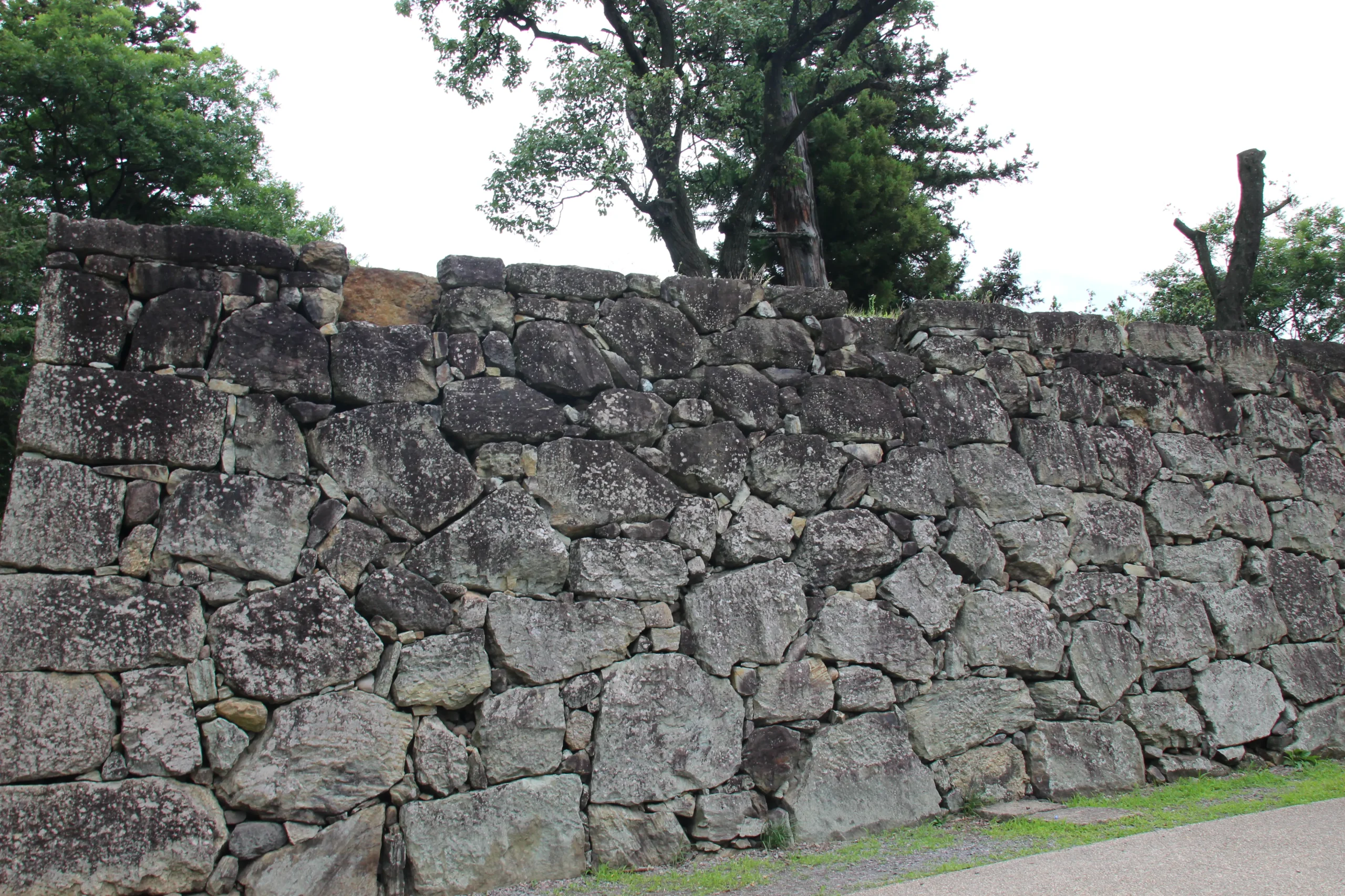 本丸の敷地を囲む古い石垣(野面積み)と新緑のコントラスト
