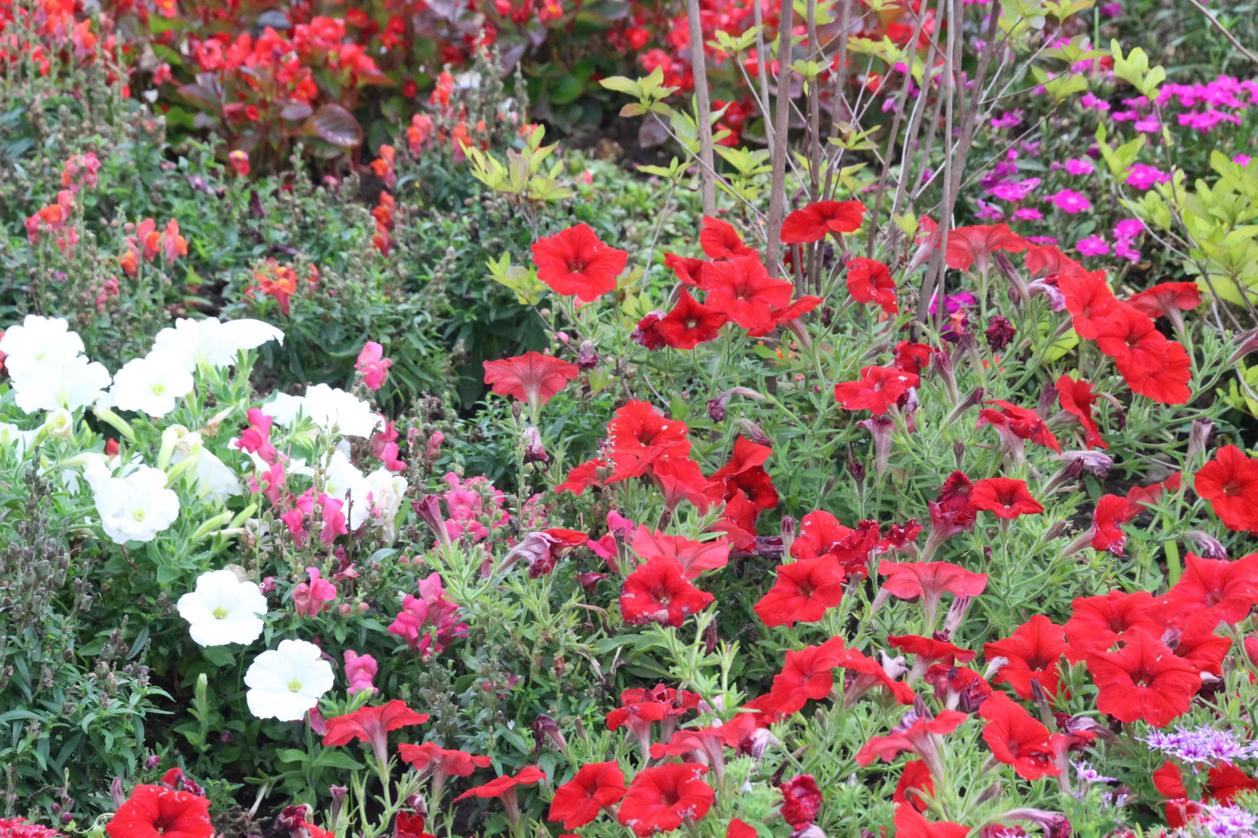 東虎口櫓門前の花壇で満開に咲き誇る赤や白、ピンクの鮮やかなサフィニアの花