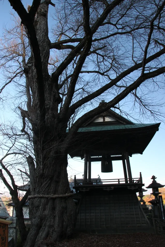 しめ縄が巻かれ神木として親しまれる愛染かつらの太い幹と枝ぶり