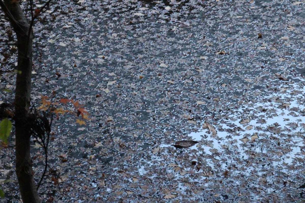 境内の池に美しく散り積もった秋の紅葉の落ち葉