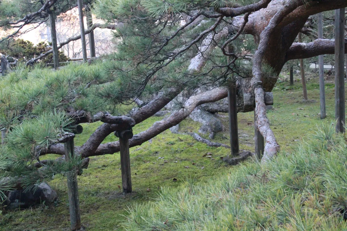 這うような松の枝の下に広がるみずみずしい苔の緑地