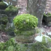 苔むした石小塔のディテールと背後の深い杉林の奥行きあるアングル