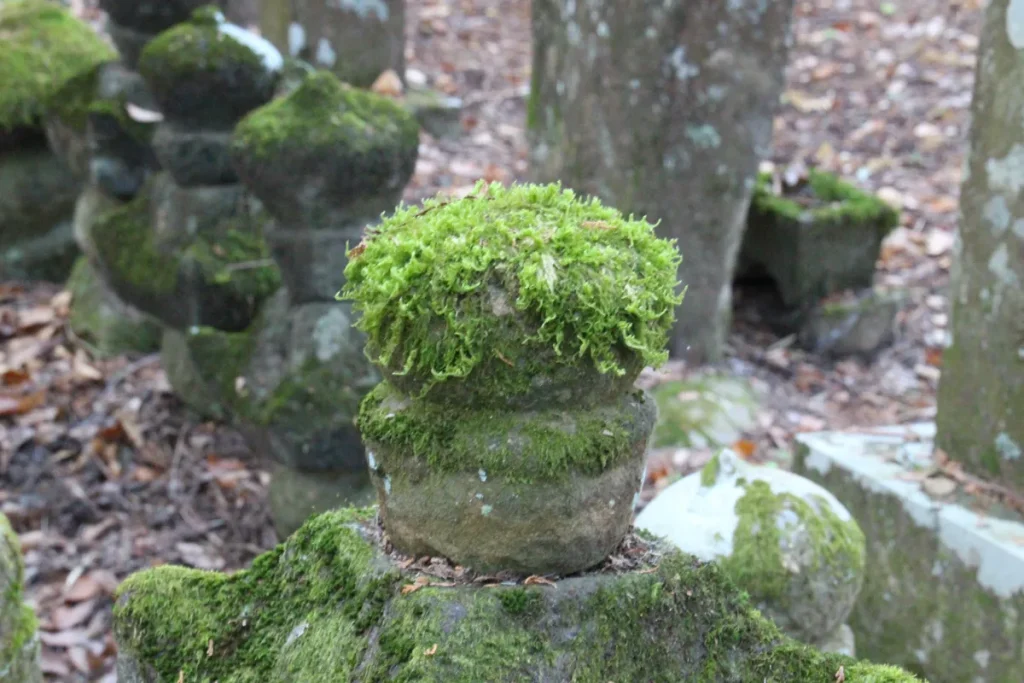 苔むした石小塔のディテールと背後の深い杉林の奥行きあるアングル