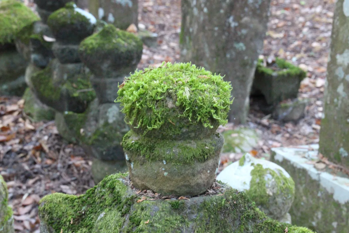 苔むした石小塔のディテールと背後の深い杉林の奥行きあるアングル