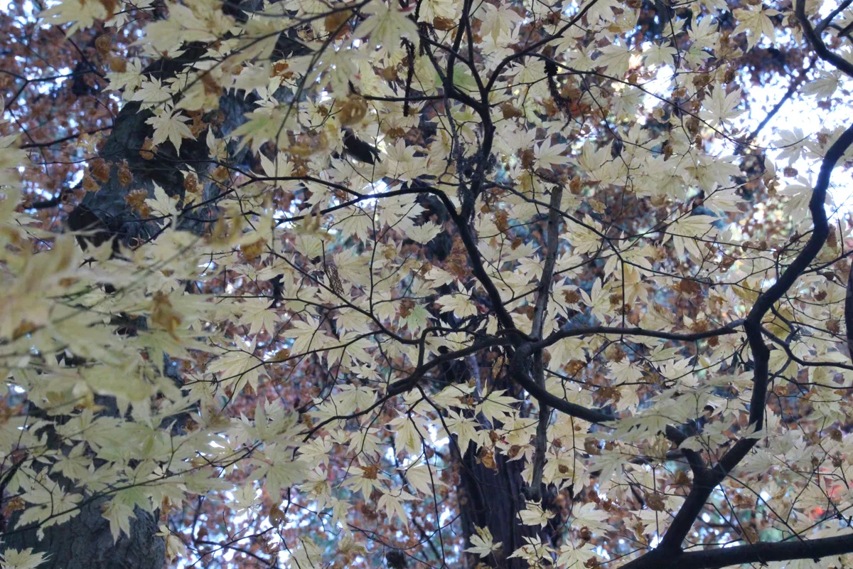 境内で見事に紅葉したイエローゴールドのモミジの枝葉が空を覆う美しいアングル