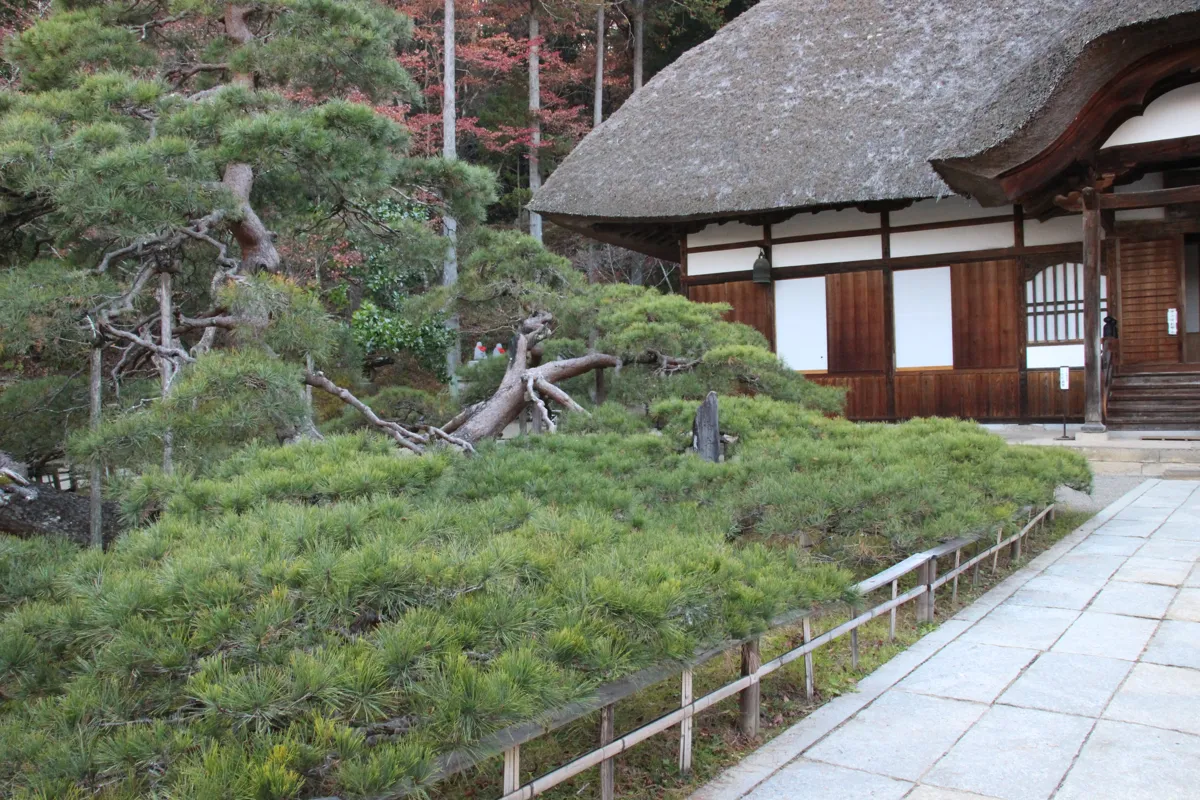 横に伸びる立派な御船の松の枝越しに佇む常楽寺の本堂の斜めカット
