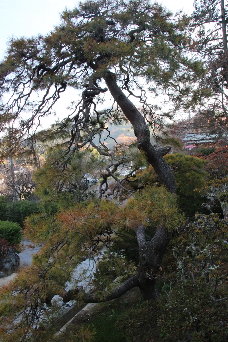 境内の松の木の細い枝越しに遠方に見える上田市塩田平ののどかな風景