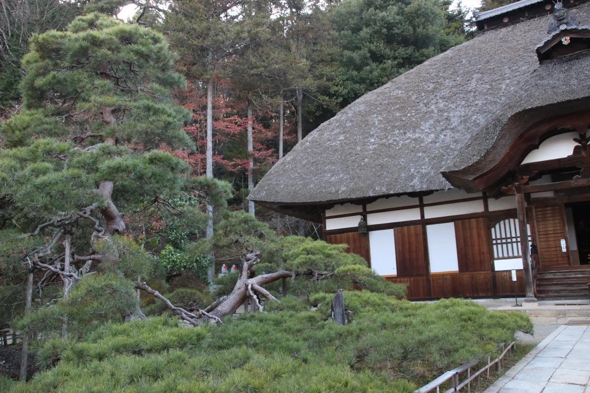 常楽寺の「御船の松」の圧倒的な枝ぶりと茅葺き本堂の正面寄りの景観