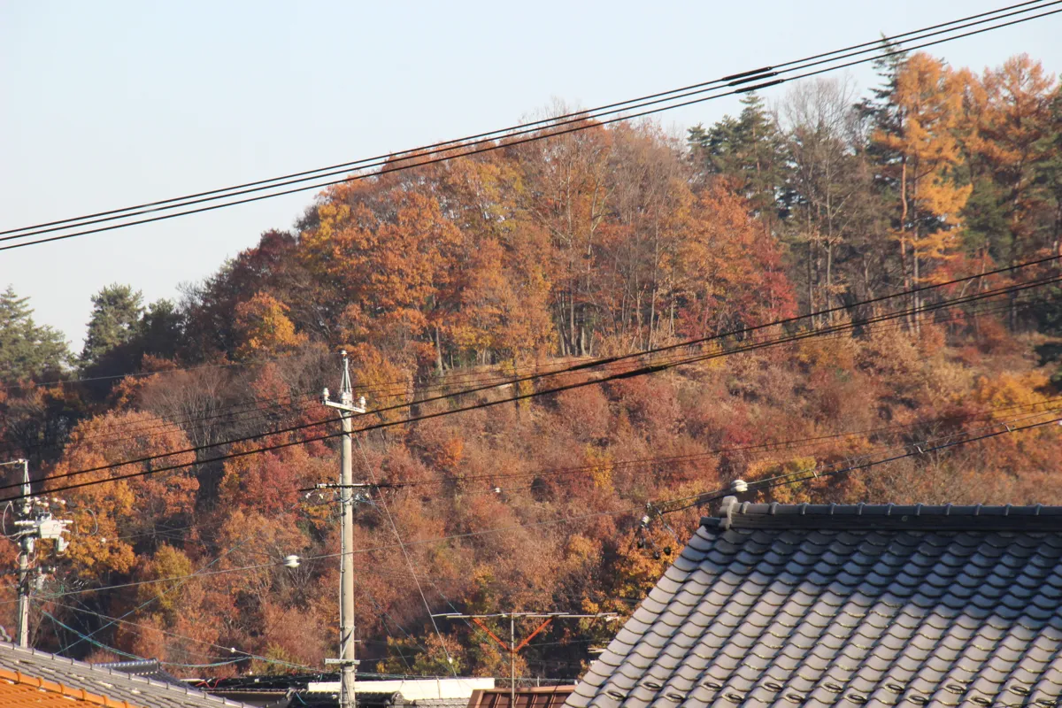 伝統的な和瓦の屋根の向こうに広がる、赤や黄色に色づいた美しい秋の山林