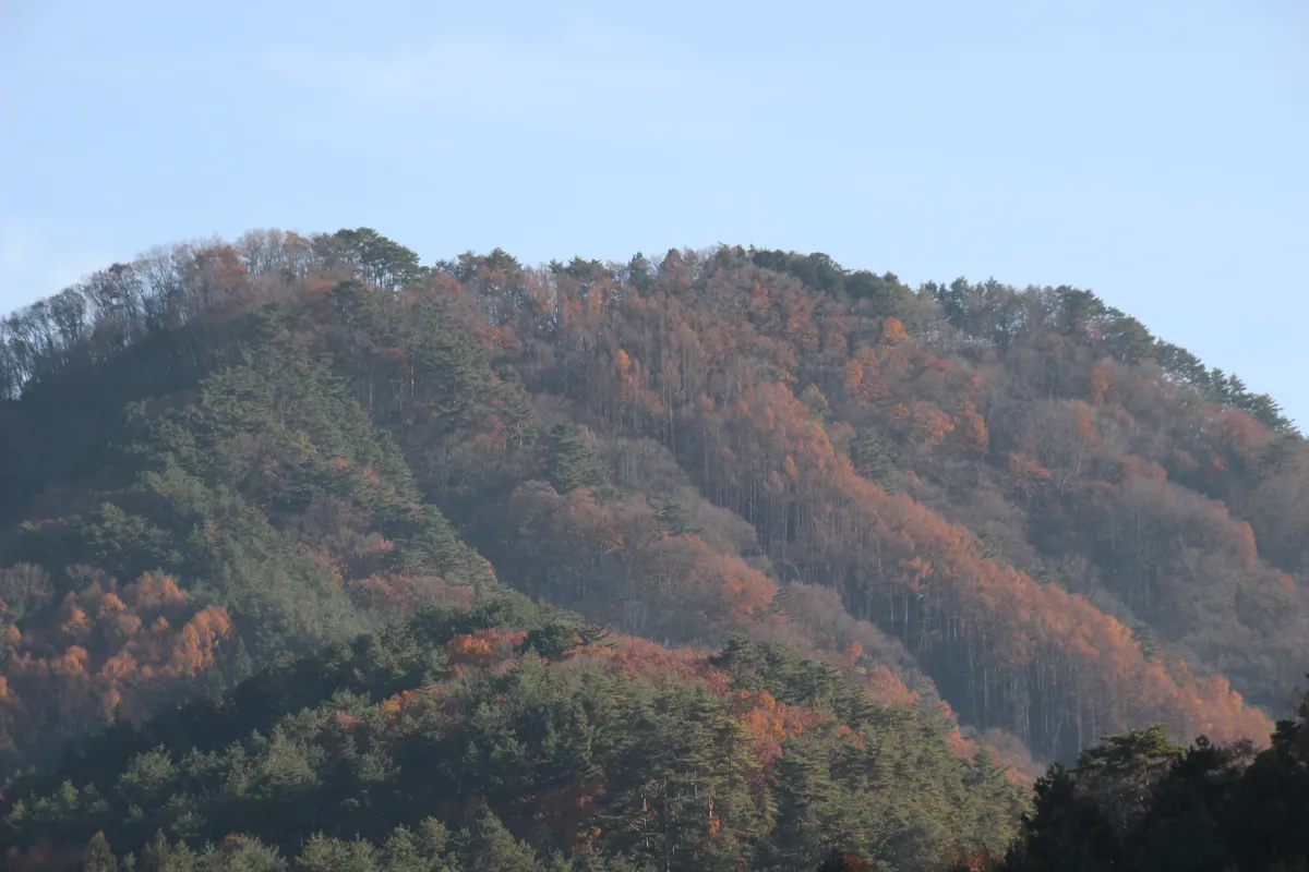 遊歩道沿いの斜面を埋め尽くす、赤やオレンジ、黄色に色づいた見事な秋の山林
