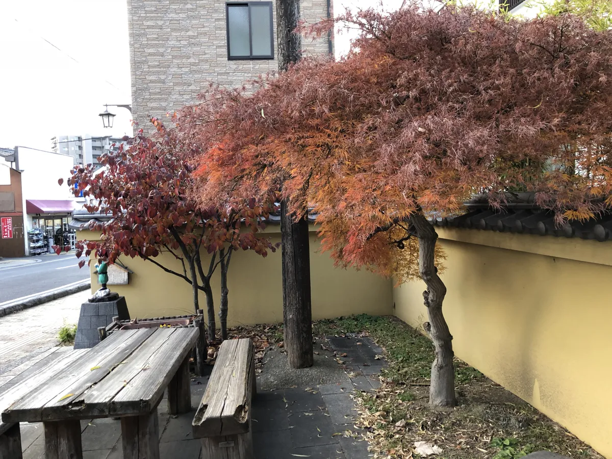 歴史ある柳町通りの黄色い土壁と白壁を背景に、真っ赤に紅葉したもみじの葉の美しいクローズアップ